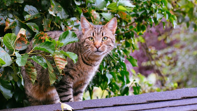 cat, striped, foliage, 4k