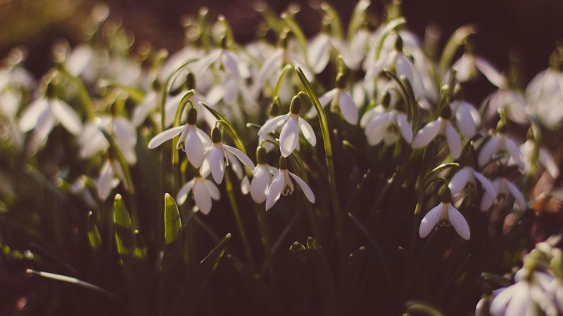 snowdrops, glade, spring, 4k
