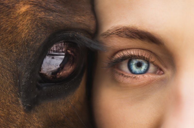 seeing eye to eye 4k