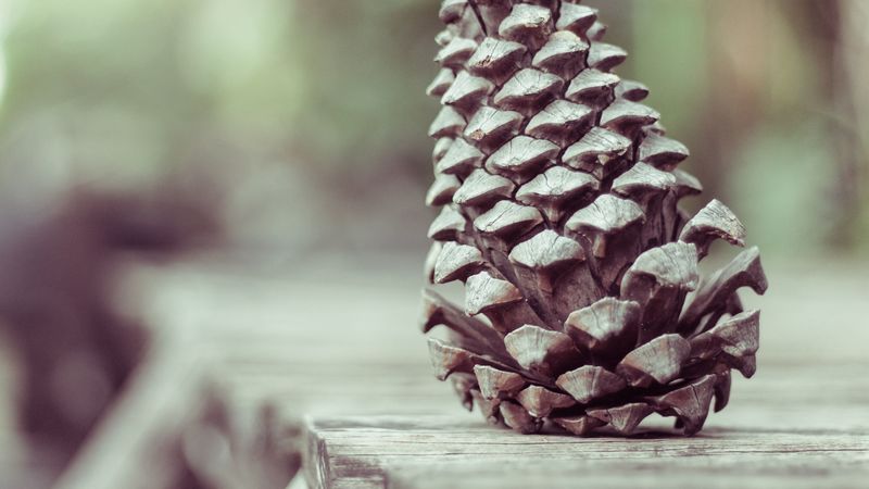 pine cone, shape, cone, 4k