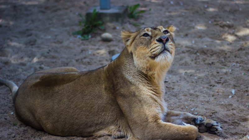 lion, lioness, predator, big cat, 4k