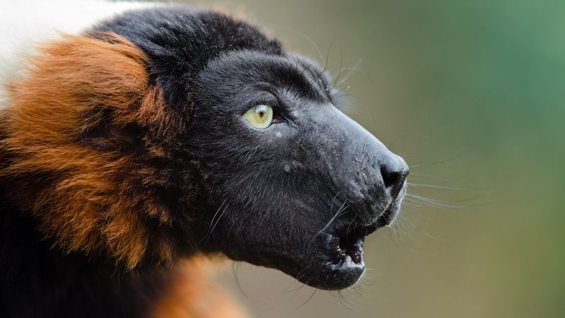 ruffed lemur, muzzle, emotion, 4k