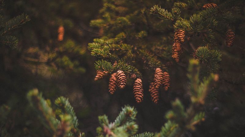 cones, pine, needles, 4k