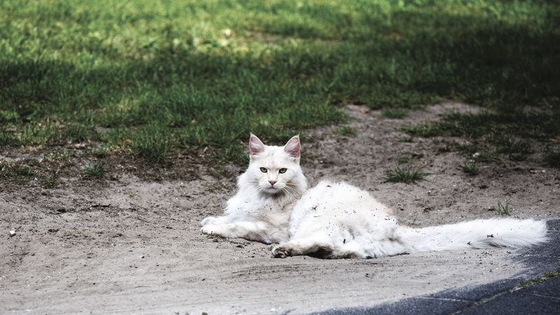 cat, fluffy, lies, filth, 4k