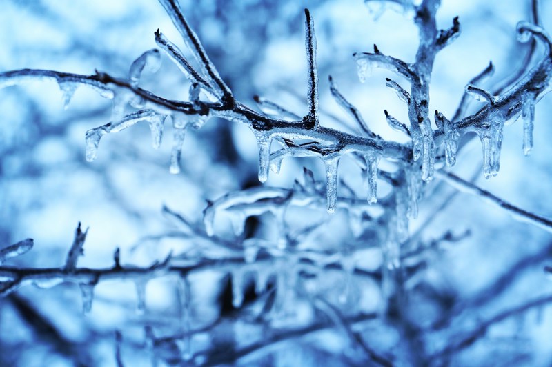 winter tree ice and twig 4k
