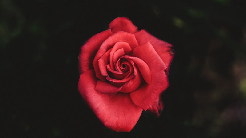 rose, red, bud, petals, 4k