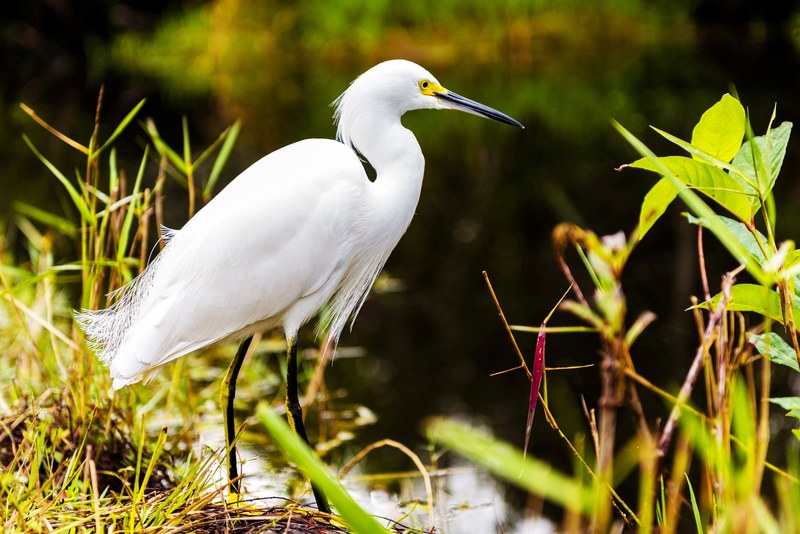 a white heron on the edge of the water with aquatic plants surrounding them, snowy egret everglades florida 4k