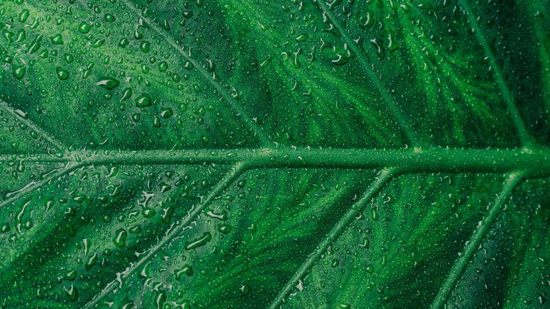 leaf, veins, drops, macro, 4k