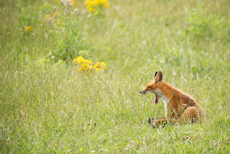 fox wildlife nature and wild 4k