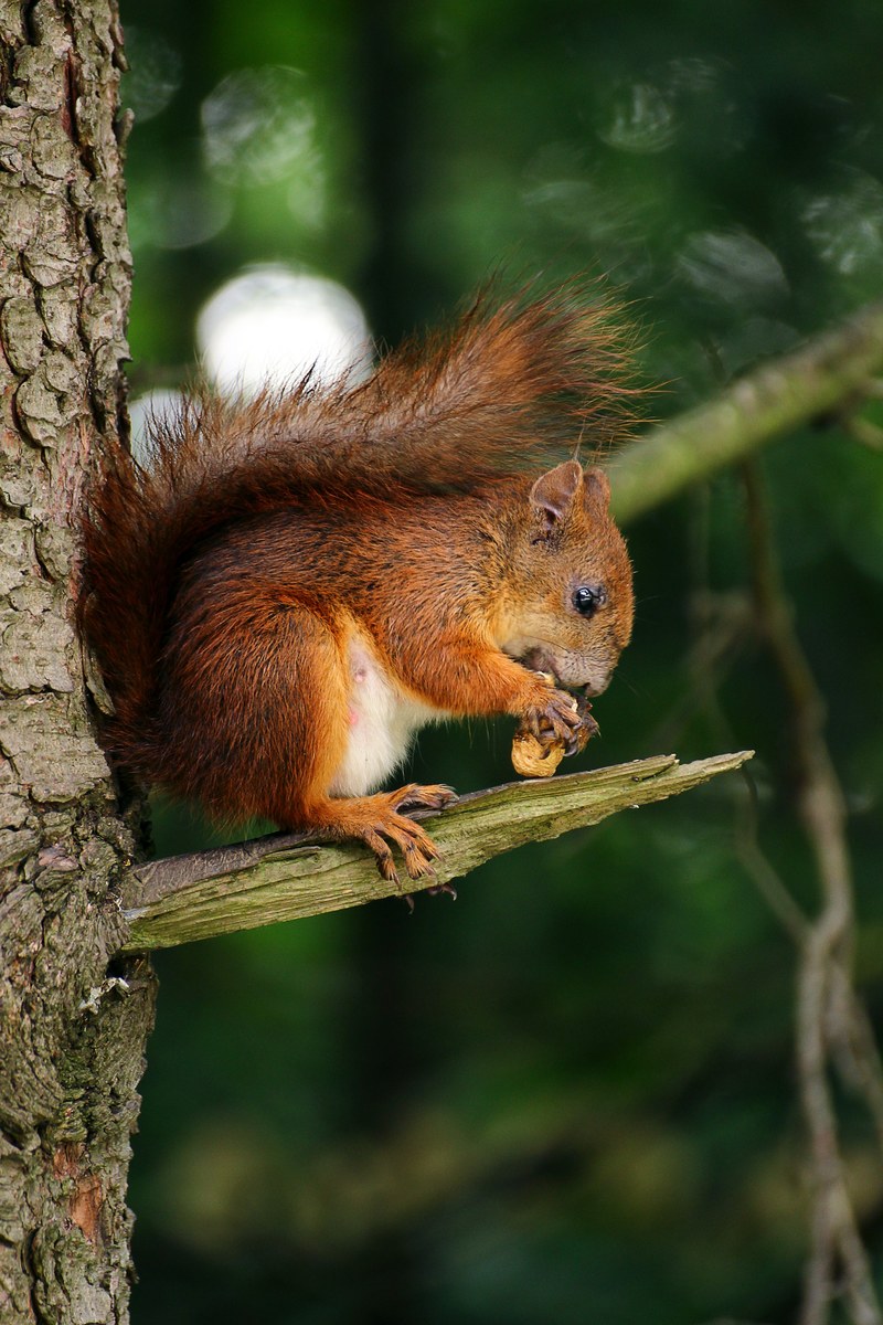 squirrel animal mammal and tree hd, 4k