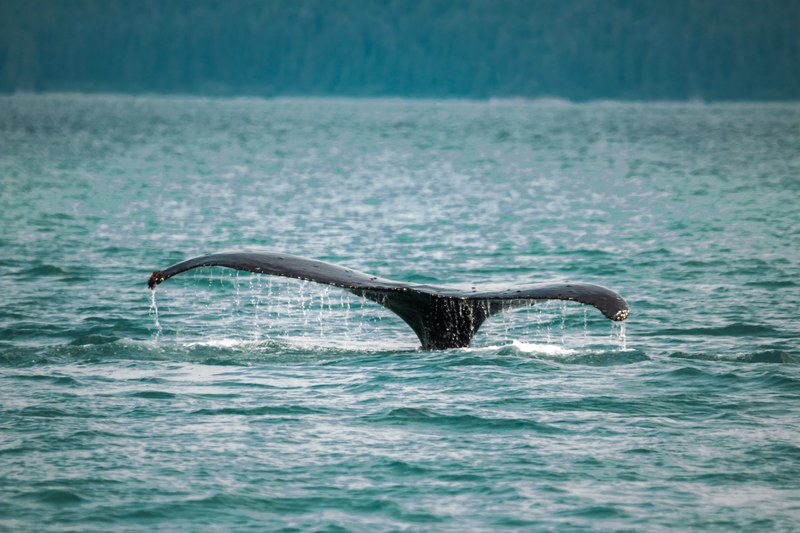tail fin whale tail whale and water 4k