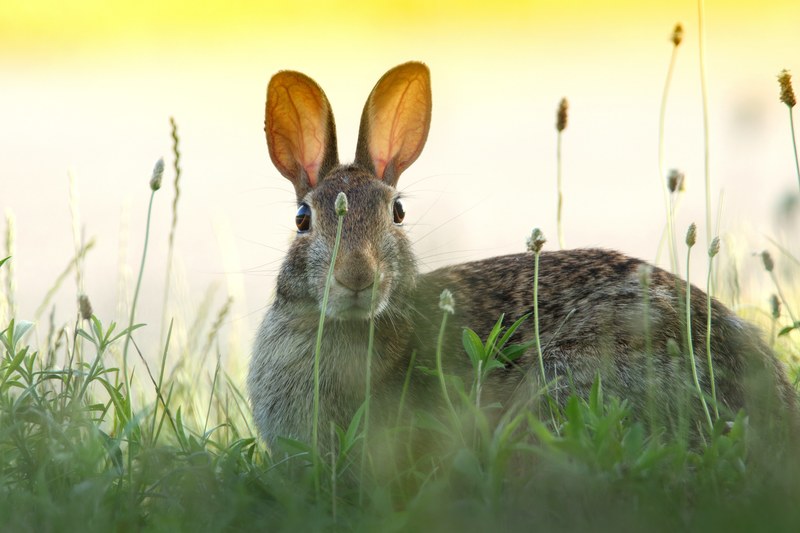 a hare looking through leaves of grass and plants into the camera, weed bunny 4k
