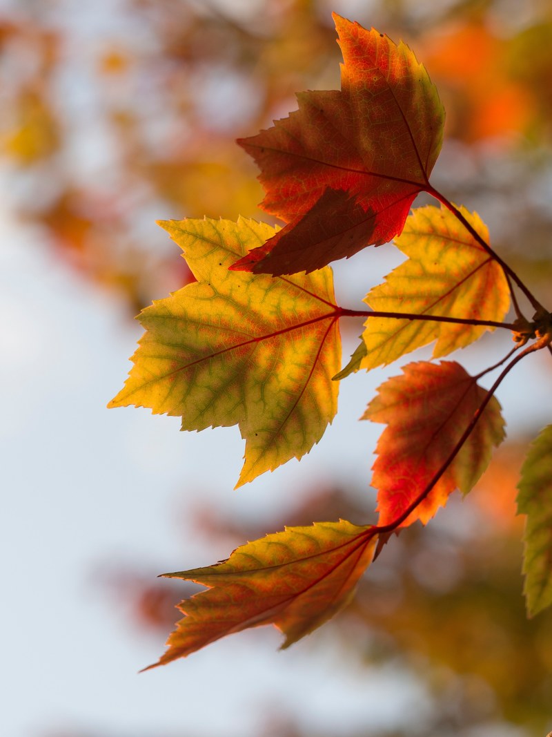 leaves leaf fall and autumn hd, 4k