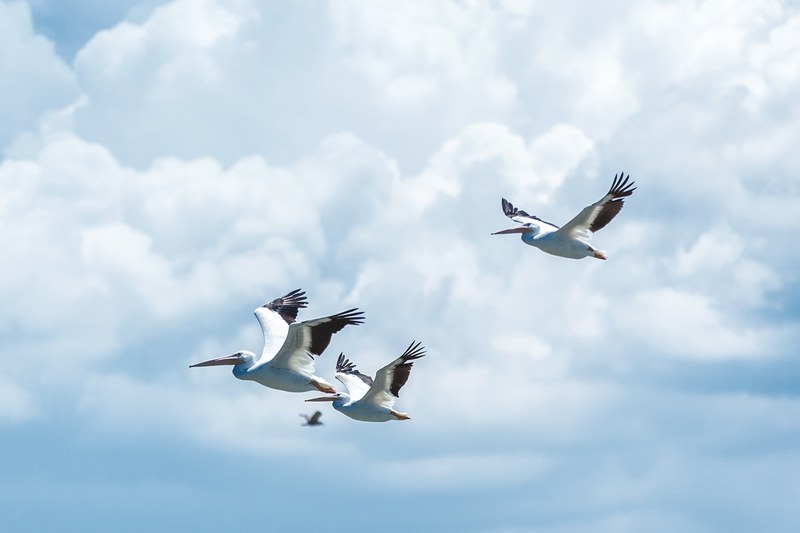 bird cloud pelican and sky 4k