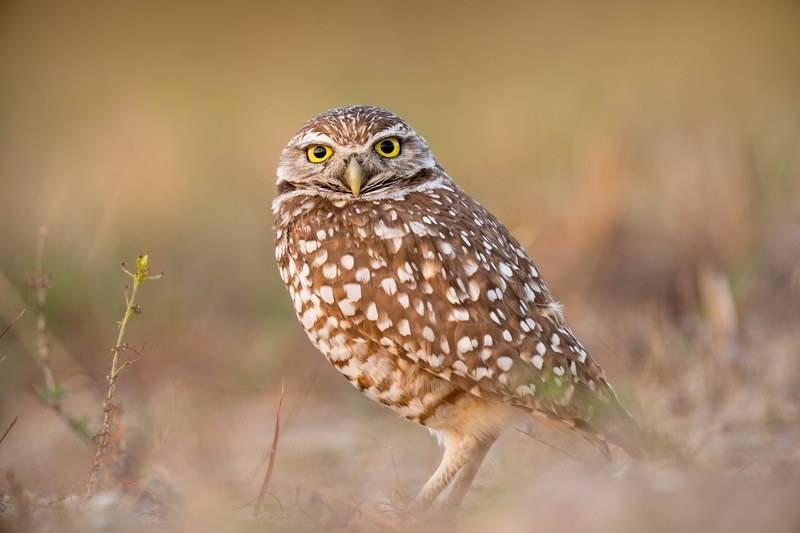 alert owl 4k