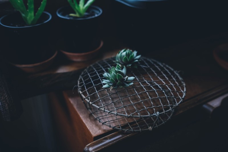 plant succulent metal and house plant 4k