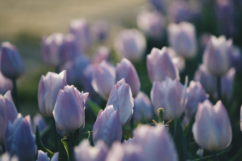 golden hour texas tulip and tulip 4k