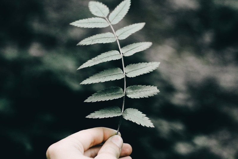 hand holding hold and leaf 4k