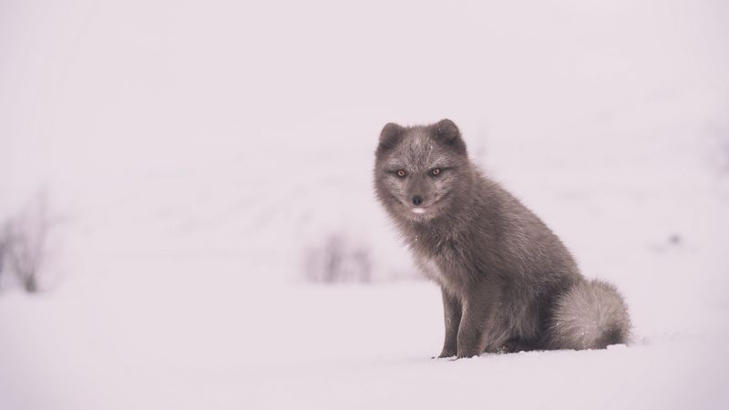arctic fox, polar fox, snow, sits, 4k