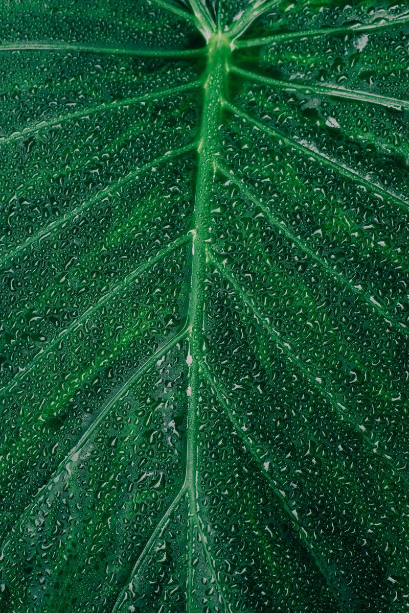 plant botanical leafe and line hd, 4k