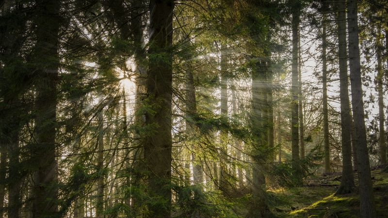 sun, rays, trees, forest, 4k