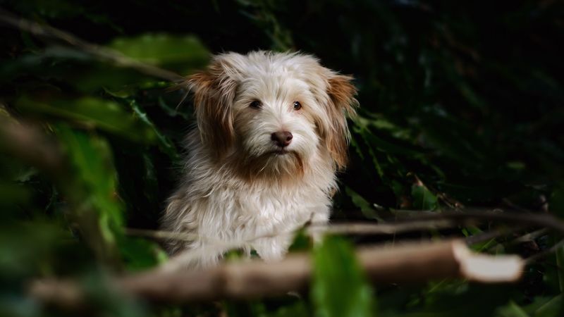 dog, furry, muzzle, motion blur, 4k