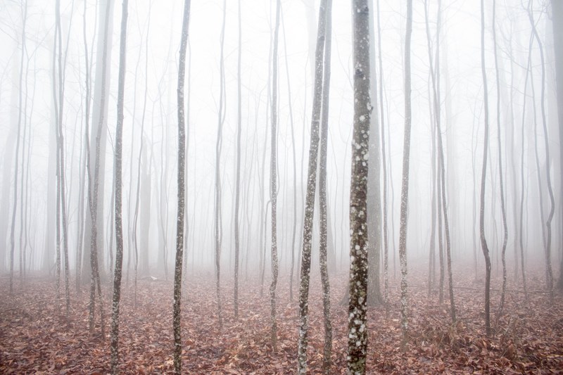 a thick fog in a forest with a thick layer of brown leaves on its floor, heavy fog in the woods 4k