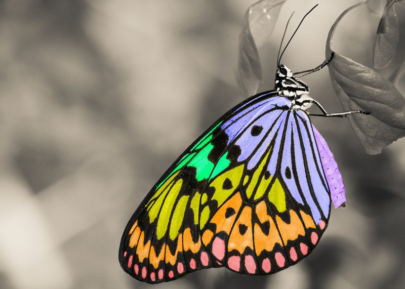 a colorful butterfly on a leaf with a gray blurred background, _colorful butterfly gray shot 4k