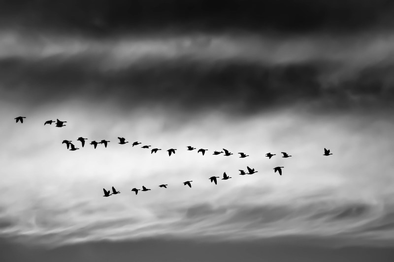 black and white shot of geese flying in formation with cloudy sky in boulder, migration 4k