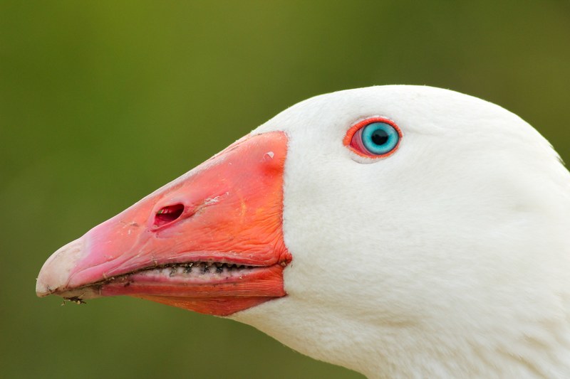 goose duck eye and beak 4k
