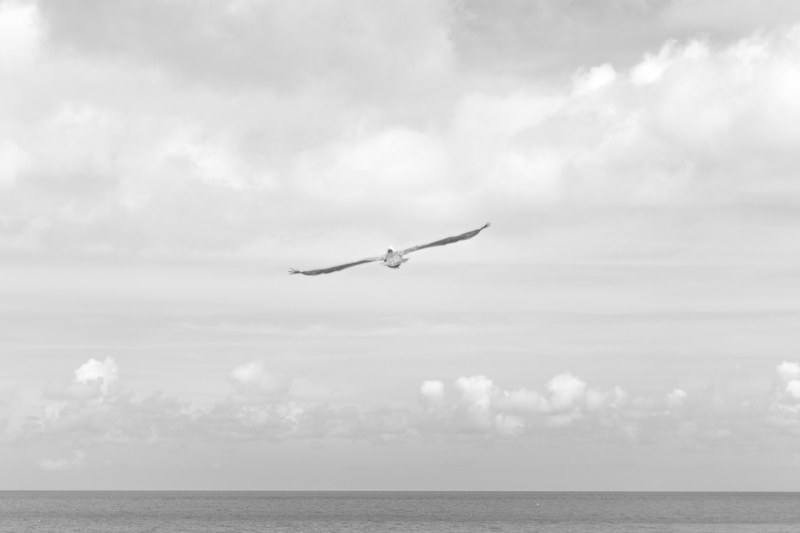 black and white shot of seagull with full wingspan flying over sea with cloudy sky, seagull wingspan and sky 4k