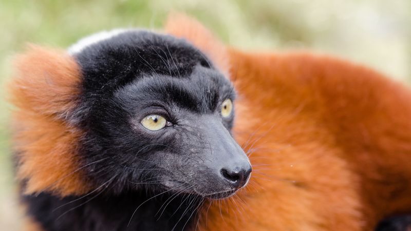 ruffed lemur, lemur, muzzle, nose, 4k