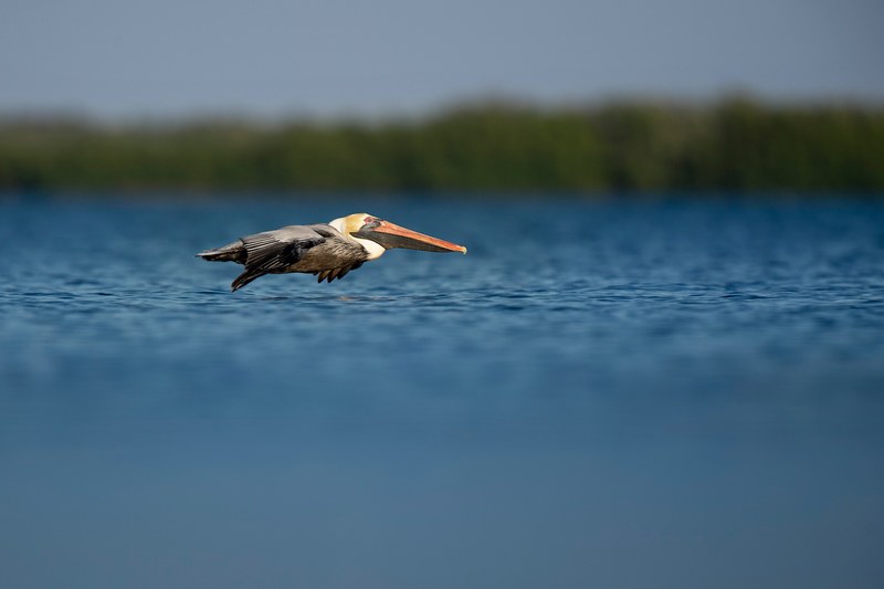a pelican flying over a lake in florida, _inches over water 4k