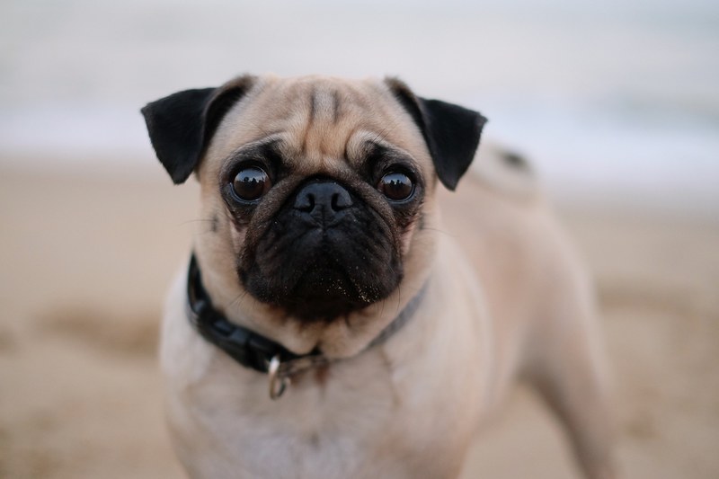 pet pug and dog 4k