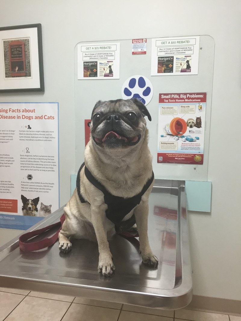 dog veterinarian vet and pug hd, 4k