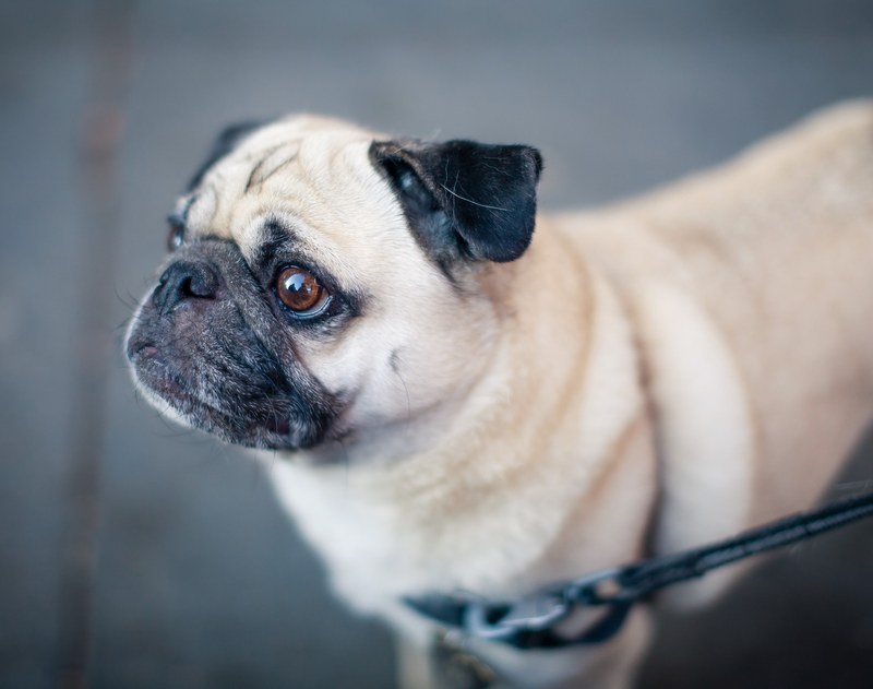 a pug dog on a leash, pug 4k