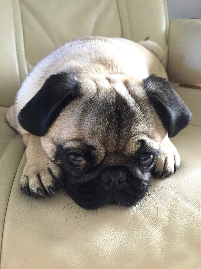 animal domestic animal canine and pug hd, 4k