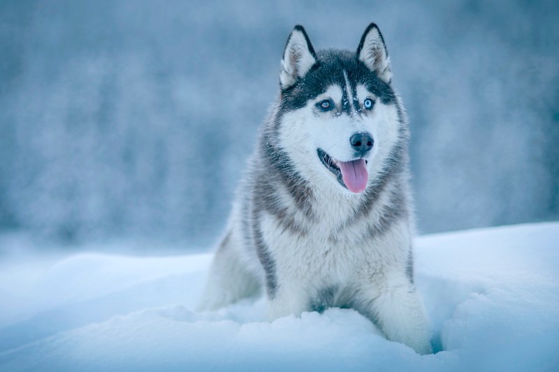 dog cold husky and canine 4k