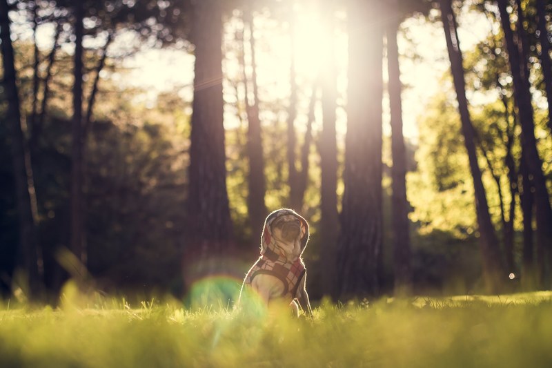 a pug wearing a sweater with a hood sitting in grass near trees, pug in a warm sweater 4k