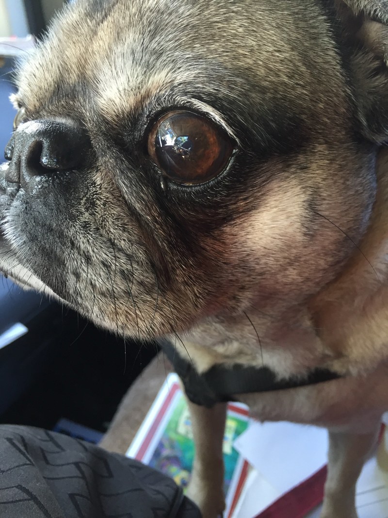 eye close up dog and pug hd, 4k