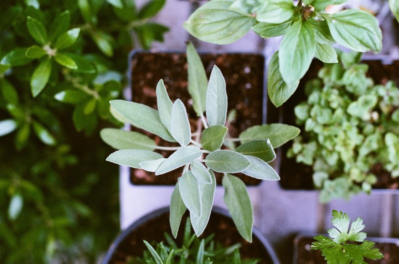 an overhead shot of several types of herbs growing in pots, herbal garden 4k