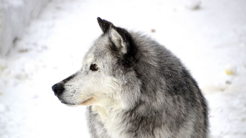 dog, profile, snow, 4k