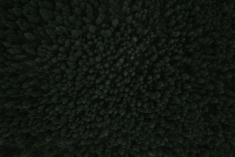 a drone shot of dense woods near palmer lake, dark forest from above 4k