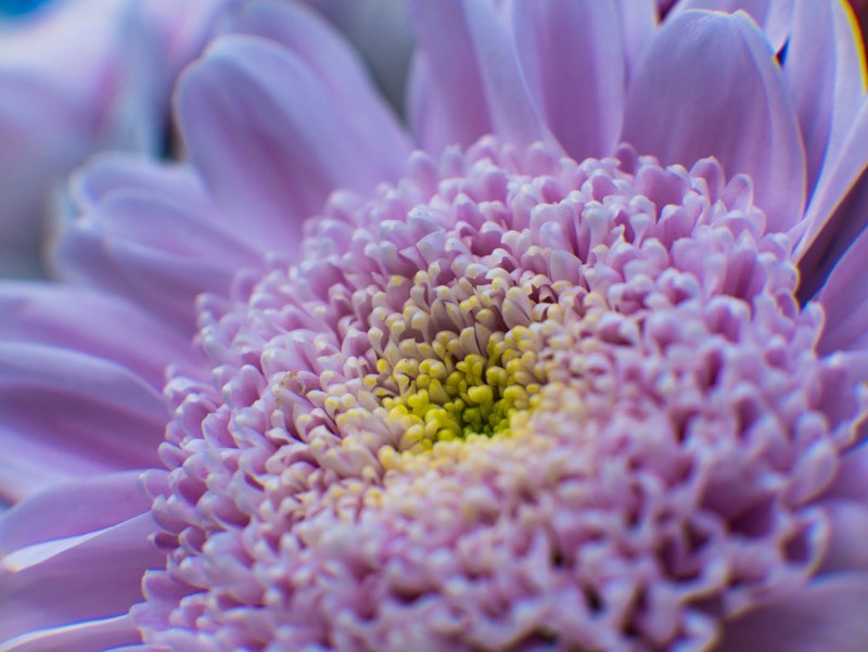 a macro shot of the center of a deep pink flower, pink flower center in macro 4k