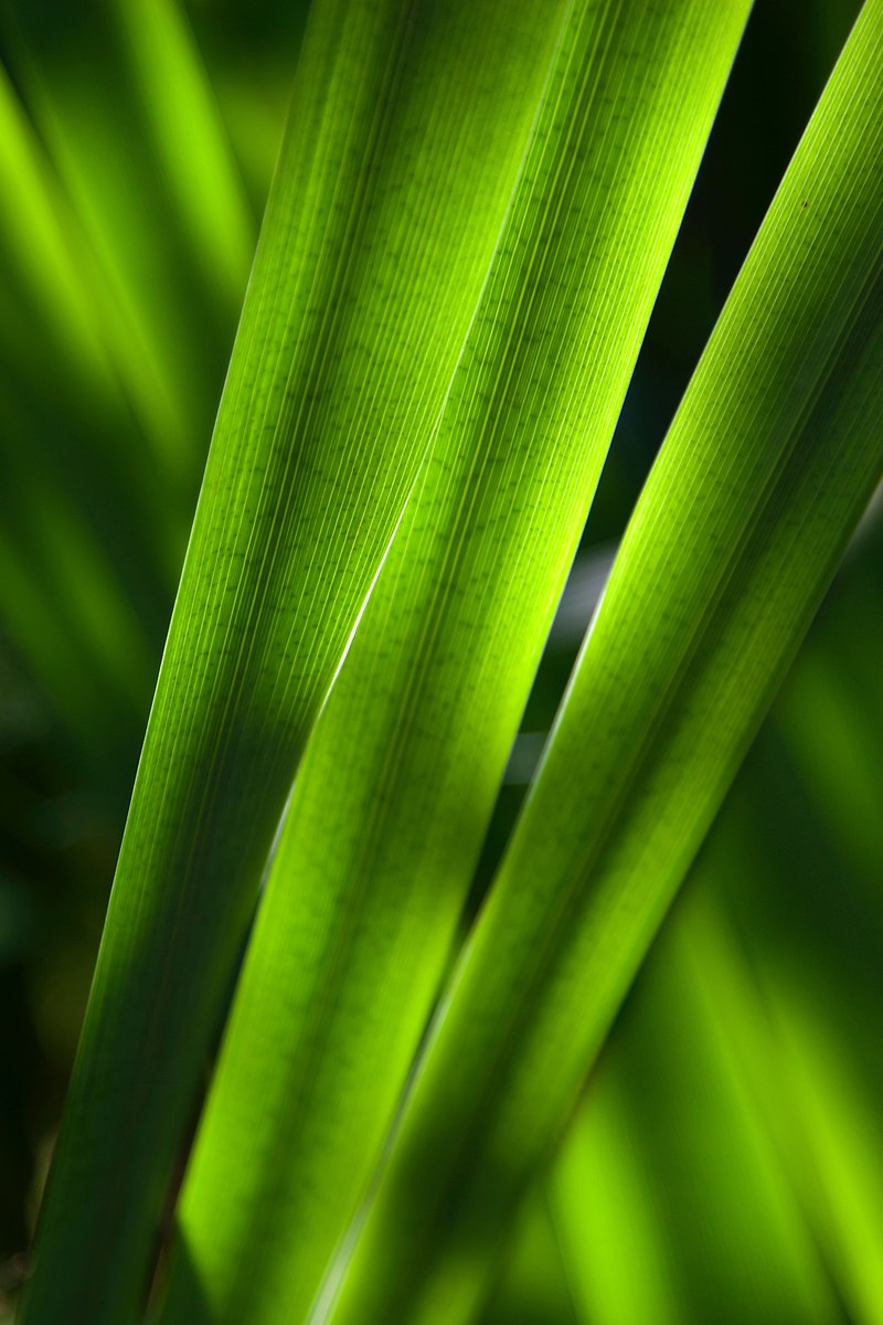 summer sunlight line and leafe hd, 4k