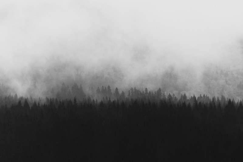 tree silhouettes shrouded in a fog, misty tree silhouettes 4k