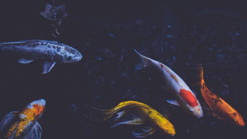 fish, underwater, swim, 4k