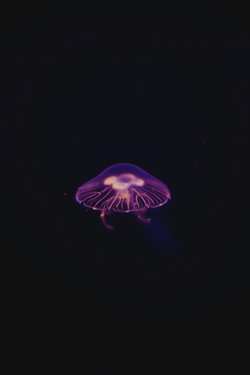 a purple jellyfish with a black background, _purple jellyfish 4k