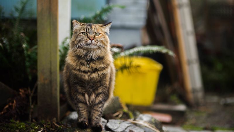 cat, fluffy, walk, 4k