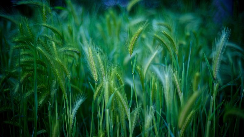 grass, stalks, green, 4k